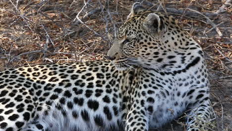 Nahaufnahme-Einer-Leopardin,-Die-Im-Gras-Ruht-Und-Nach-Links-Blickt