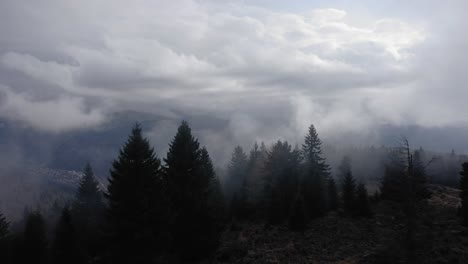 disparo de drone volando pasando algunos pinos con un paisaje brumoso de montaña