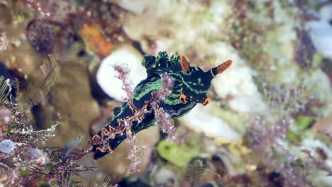 una colorida babosa de mar bajo el agua