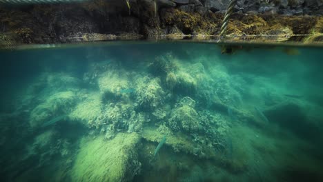 Eine-Über-Unterwasser-Ansicht-Eines-Kleinen-Fisches,-Der-In-Der-Nähe-Des-Piers-Frisst,-Angreift-Und-Aus-Dem-Wasser-Springt