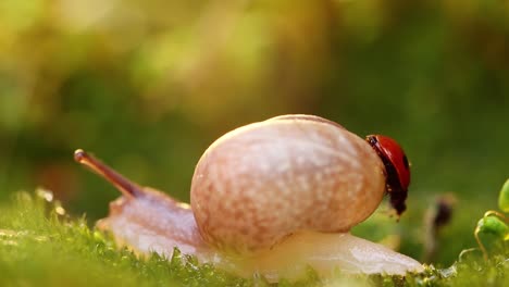 close-up wildlife of a snail and ladybug in the sunset sunlight.