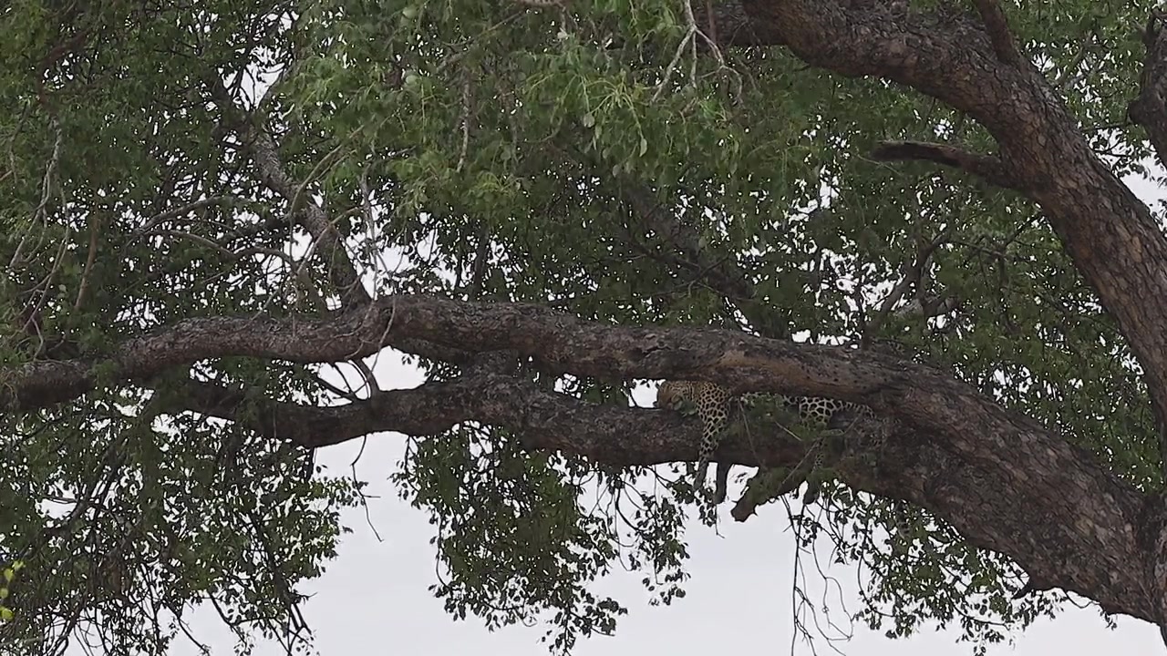 Inquadratura di ambientazione di un leopardo che dorme su un ramo d'albero frondoso nel Parco Nazionale Kruger.