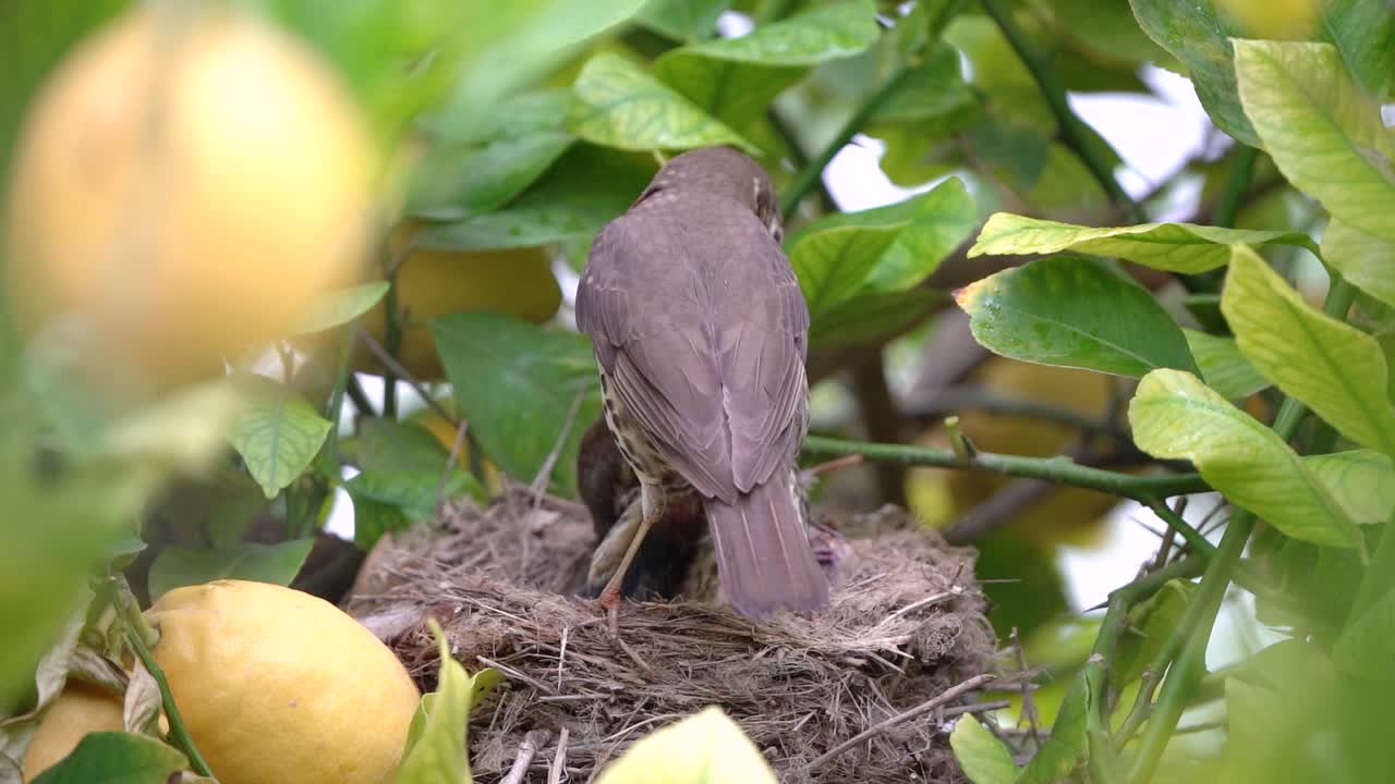 Echte Drossel im Nest füttert Küken