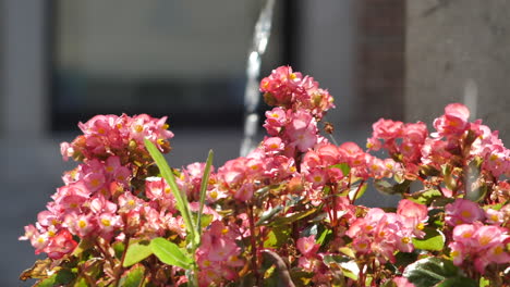 close up pink flowers on sunny day, water fountain background slomo