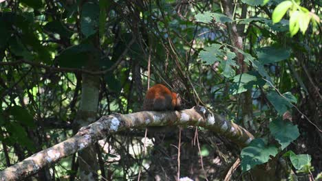 Grey-bellied-Squirrel-Callosciurus-caniceps-seen-on-top-of-a-branch-looking-to-the-right-then-faces-away-resting-its-head-on-the-branch,-Khao-Yai-National-Park,-Thailand