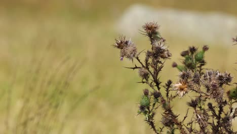 from blooming flowers to withering decay