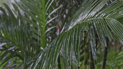 palm trees and tropical rainforest during a heavy storm