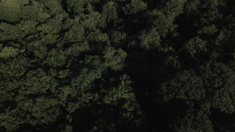 Drohne-Fliegt-über-Den-Brocéliande-wald,-Bretagne-In-Frankreich