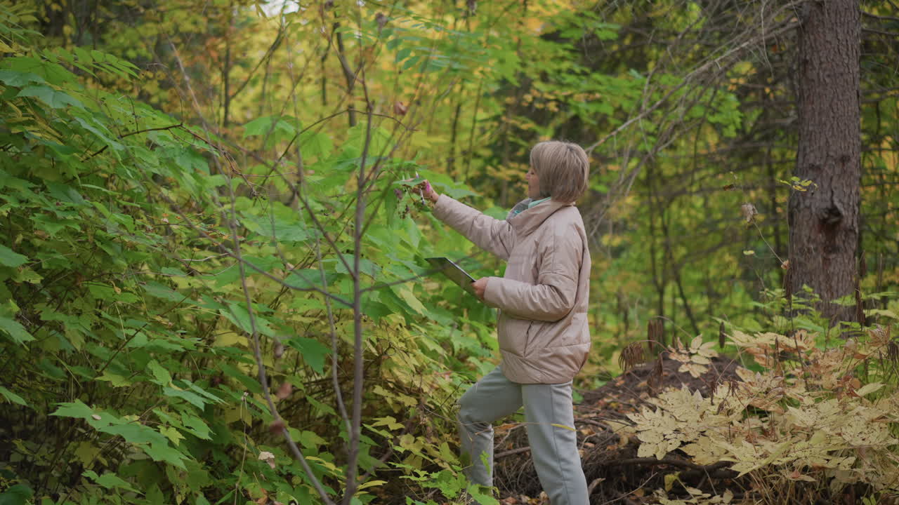 middle aged woman dressed in pink coat and holding clipboard studies colorful wild plant while lifting it with hand, surrounded by vibrant autumn forest