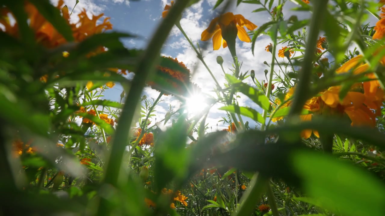 SLOW MOTION: STATIC WIDE ANGLE SHOT OF CEMPASUCHIL FLOWERS ON A FIELD WITH THE SUN BEHIND AT COPANDARO MICHOACAN