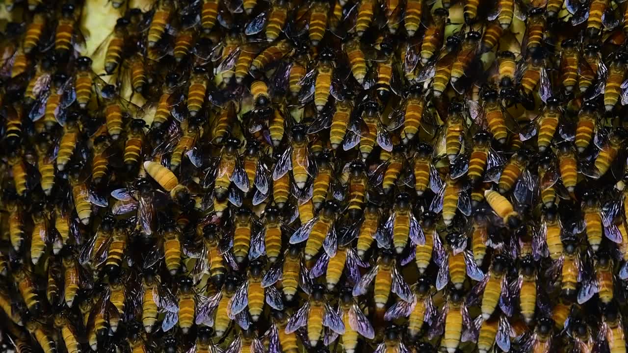 se sabe que las abejas melíferas gigantes construyen grandes colonias de nidos con bolsillos simétricos hechos de cera para almacenar miel como fuente de alimento.