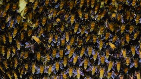 giant honey bees are known to build large colonies of nest with symmetrical pockets made of wax for them to store honey as their food source