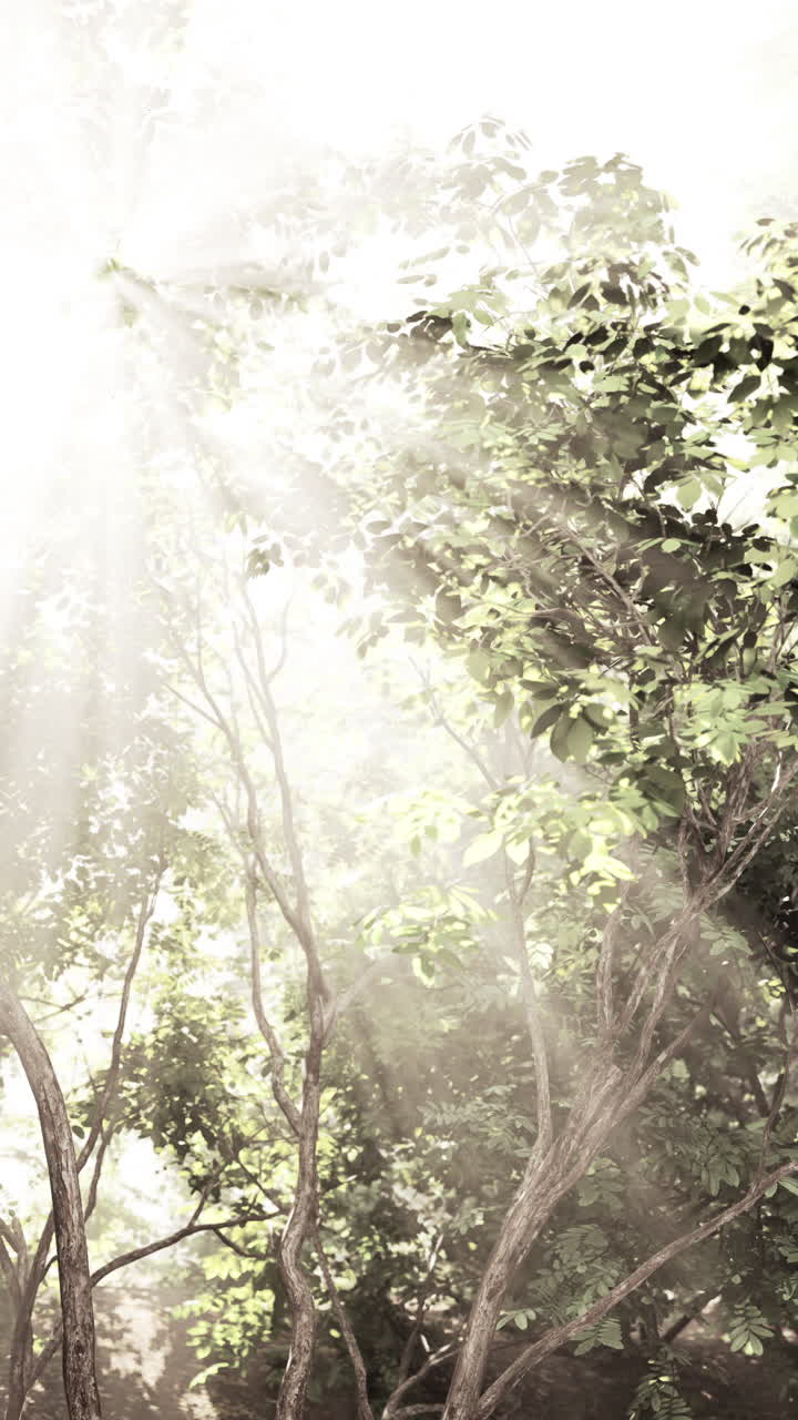 안개 숲 의 나무 를 가로질러 빛나는 빛