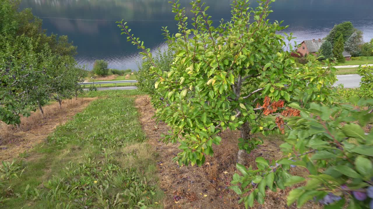 Avanzare tra filari di alberi da frutto carichi di prugne - Agricoltura biologica a Hardanger, Norvegia.