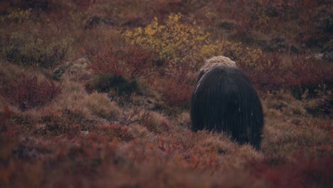 musk ox bull animal feeding in fall season at dovrefjell, norway