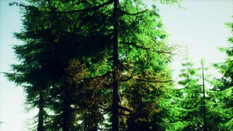 green-cone-trees-in-bright-sun-light