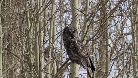 Cerca-De-Un-Gran-Búho-Gris-Posado-En-Un-árbol-A-Lo-Largo-De-Un-Camino-Rural-En-Las-Estribaciones-Del-Suroeste-De-Alberta