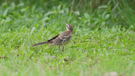 Allesfresser-Kreidebrauen-Spottdrossel,-Mimus-Saturninus,-Der-Auf-Dem-Boden-Nach-Nahrung-Sucht-Und-Sich-In-Seiner-Grasbewachsenen-Umgebung-In-Den-Ibera-Feuchtgebieten-In-Der-Naturregion-Pantanal-Umsieht