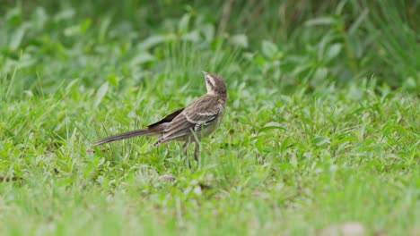 sinsonte omnívoro de ceja de tiza, mimus saturninus forrajeando en el suelo, mirando alrededor a su entorno herboso en los humedales de ibera, región natural del pantanal