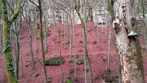 Aerial-shot-of-hiking-trail-of-Mullerthal-in-Luxembourg-late-fall---aerial-ascending