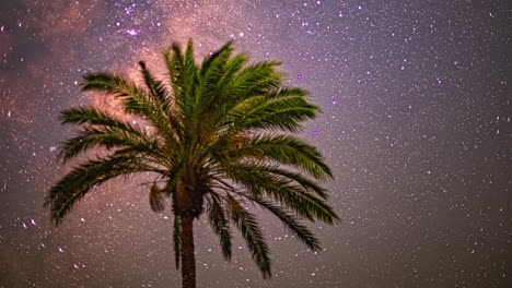 Lapso-De-Tiempo-De-La-Galaxia-De-La-Vía-Láctea-En-El-Cielo-Nocturno-Con-Una-Palmera-En-Primer-Plano