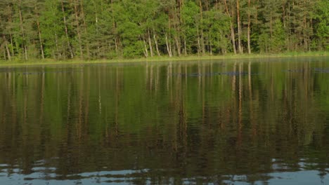 Water-ripples-shimmer-and-break-perfect-reflection-of-glassy-water-in-forest,-small-reeds-float-in-lake