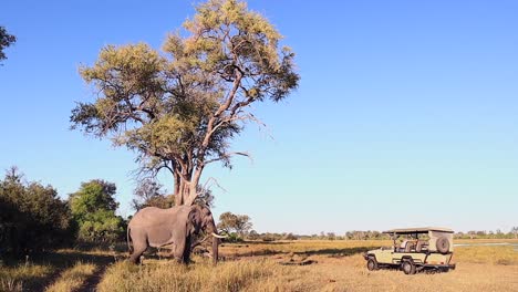elefante africano come hierba, mira fijamente hacia un vehículo de safari cercano