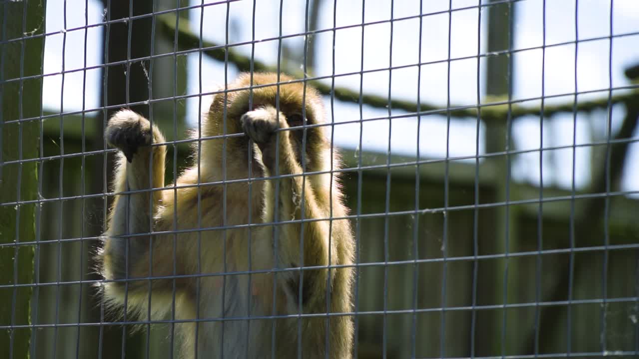 pequeño mono aferrado a una valla sintiéndose atrapado arrebatado de su entorno tropical cerrar las expresiones faciales cámara lenta soleado brillante día cinemático paisaje deprimente