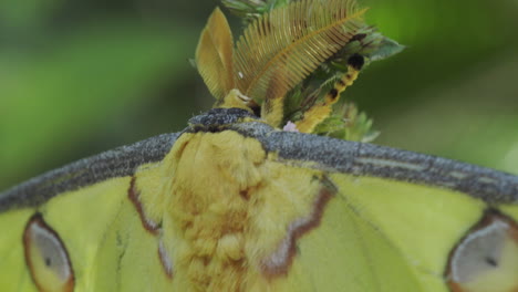 mouth-of-Madagascan-comet-moth-close-up-shot-sitting-motionless-on-a-bush,-greenish-background