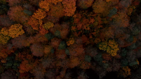 aerial footage over autumn trees, forest when leaves change color, top view of the autumn forest