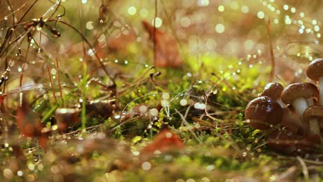 Hongos-Armillaria-De-Agárico-De-Miel-En-Un-Bosque-Soleado-Bajo-La-Lluvia.