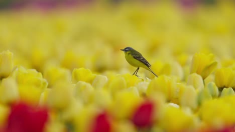 yellow wagtail perched on tulips swaying in wind, slow motion telephoto compression