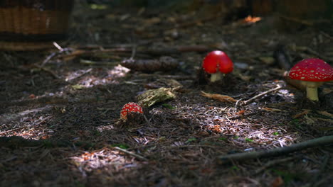 Einige-Kleine-Rote-Fliegenpilze-Auf-Dem-Moosigen-Boden-Mit-Einigen-Sonnenstreifen-In-Der-Nähe