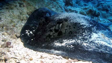 black blotches stingray lying on sand breathing through it's gills