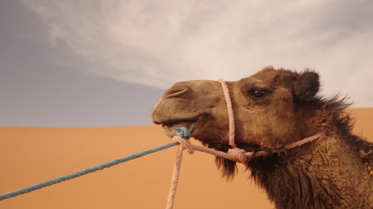 Close-up of a dromedary camel profile with rope harness in Sahara Morocco