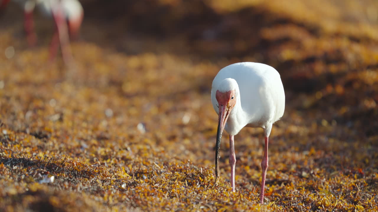 White Ibis Feeding on Worm in Seaweed