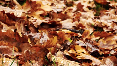 4k tilt camera movements showing macro perspective of autumn leaves