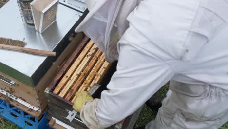 cautious young man apiarist removing a honeycomb with bees for examination. experienced beekeeper. apiculture business. nature production