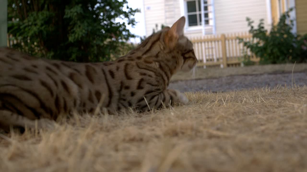 Eine Bengalkatze im Gras-3.