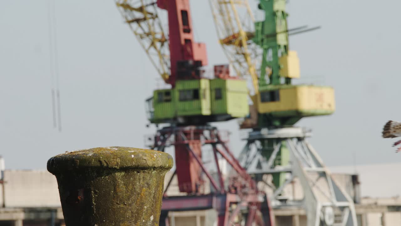 Herring gull takes off, concrete post with aged industrial cranes in background