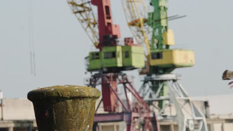 herring gull takes off, concrete post with aged industrial cranes in background