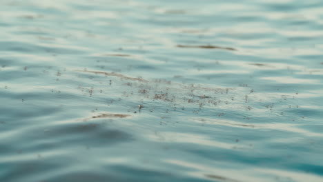 extreme slow motion of flies hovering and darting above water surface, ripples and reflections in soft light