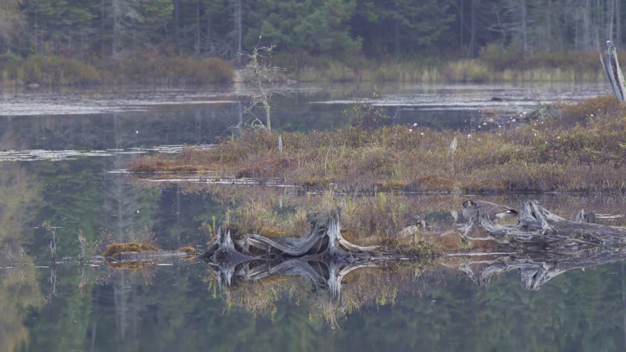 vida silvestre del parque algonquin, ganso de canadá batiendo alas en la pintoresca isla