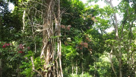 Vista-De-órbita-Alrededor-De-Un-árbol-Alto-De-Selva-Tropical-Con-Hojas-Que-Cambian-De-Color