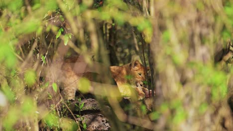 Slow-Motion-Shot-of-Lion-hiding-in-shade-behind-bushes-in-the-lush-grasslands,-African-Wildlife-cooling-down-in-hot-Maasai-Mara-National-Reserve,-Kenya,-Africa-Safari-Animals-in-Masai-Mara