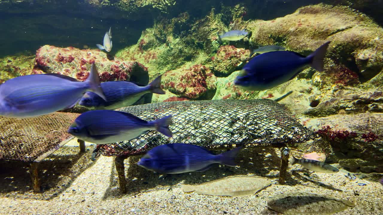 Beautiful blue tropical gilt-head bream fish aka dourade, gilt-head seabream swimming near rocks and corals in a brightly lit aquarium tank