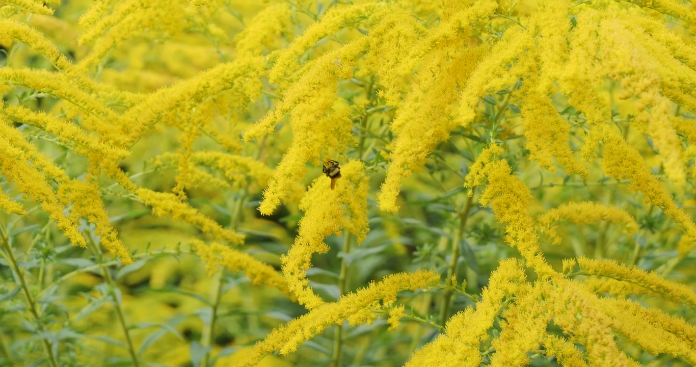 Solidago (Vara-de-ouro) nos Jardins Butchart de Victoria, Colúmbia Britânica, Canadá