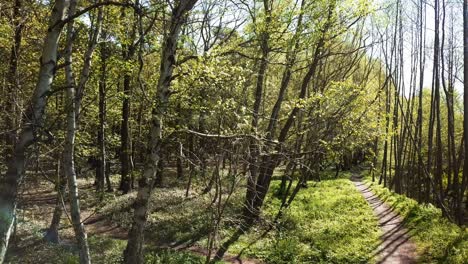 Cinematic-shot-of-green-trees-in-a-park