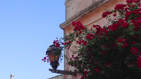 red flowers dancing with the wind with a clean blue sky in the background as a witness