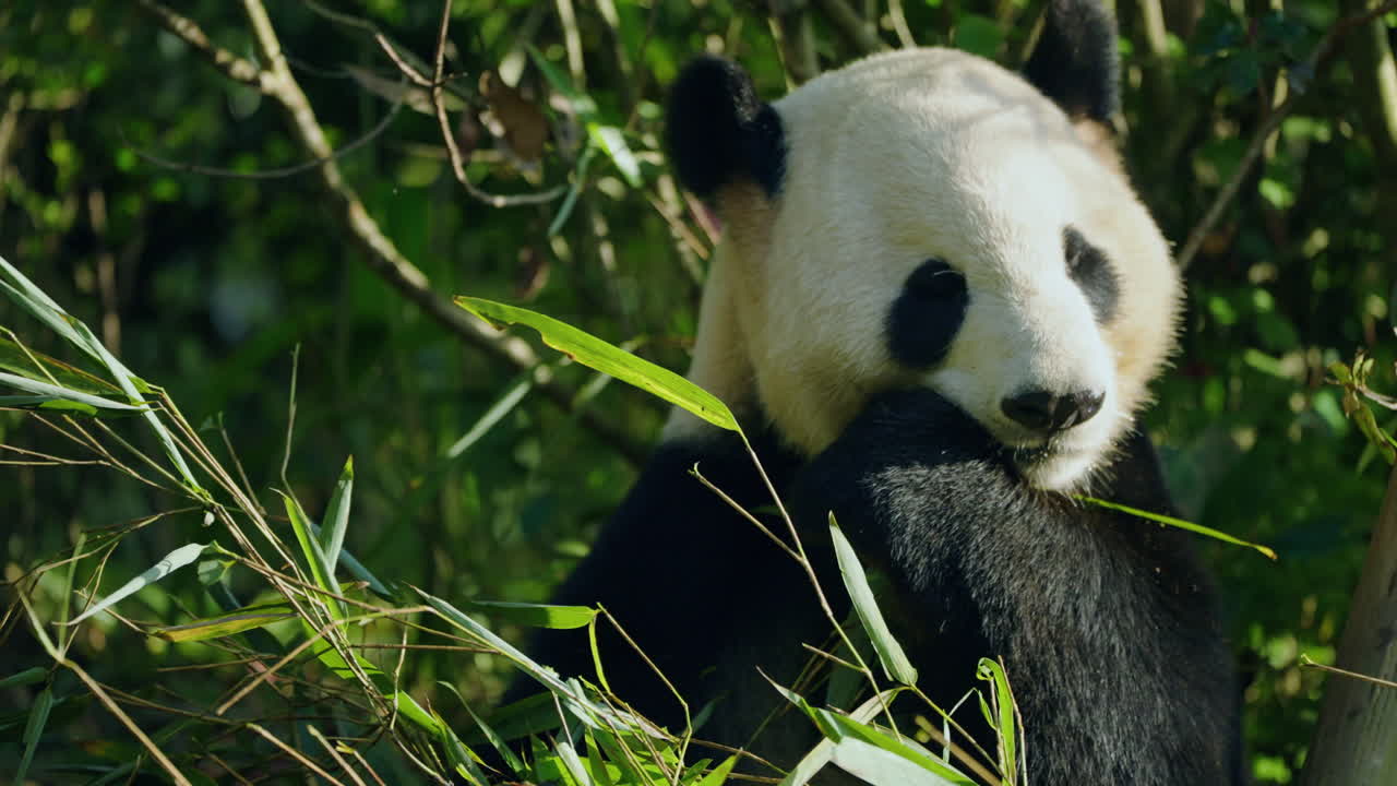 Hladová panda velká žere bambusové listy v pandí rezervaci Dujiangyan, Čcheng-tu, Čína. – detailní záběr
